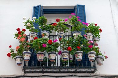 Як оригінально прикрасити балкон рослинами: 8 схем квіткових композицій
