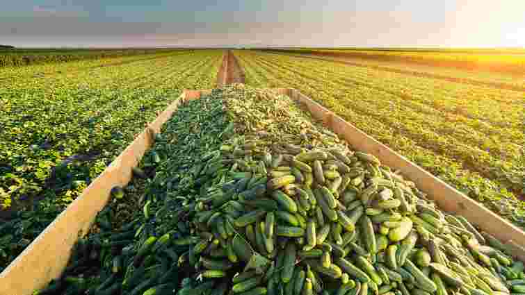 На Львівщині цього року вирощуватимуть більше огірків і капусти