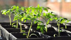 Коли та як садити помідори в ґрунт у 2024 році: корисні поради