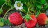 Яке підживлення потрібне полуниці у травні: багатий урожай гарантовано