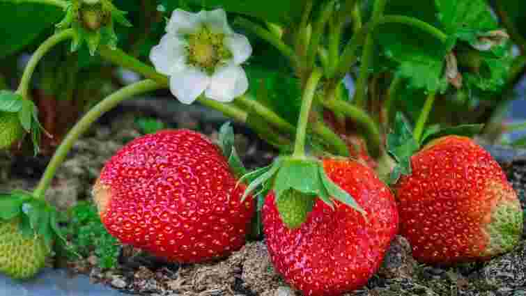 Яке підживлення потрібне полуниці у травні: багатий урожай гарантовано