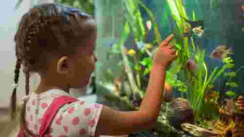 Перший акваріум: топ-5 рибок для сім'ї з дитиною