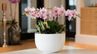 Що робити з орхідеєю після цвітіння, щоб її не згубити: поради з догляду
