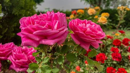 Вдале сусідство: які рослини найкраще підкреслять красу троянд