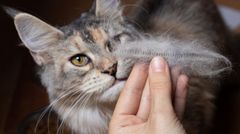 Як зробити так, щоб кіт менше линяв: 5 перевірених методів