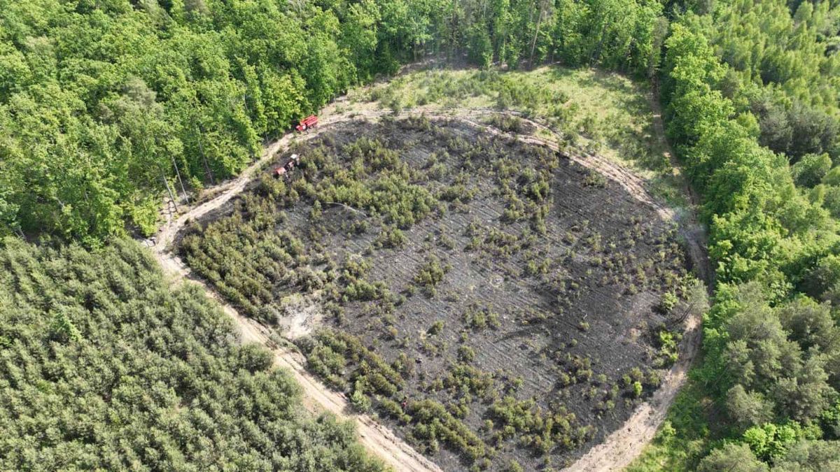 Волонтери висадять новий ліс на місці згорілого внаслідок падіння Shahed на Львівщині