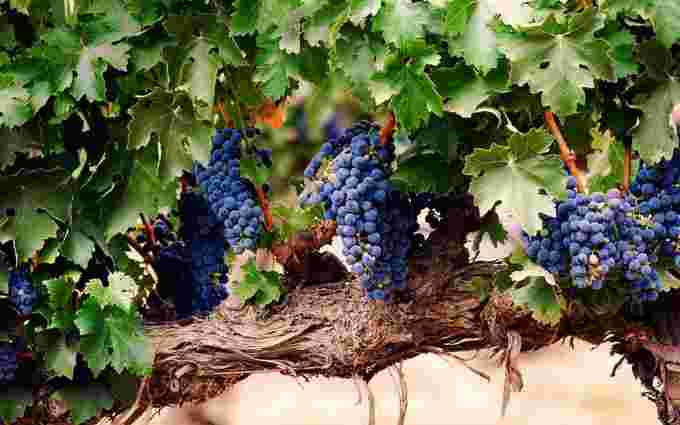 Як правильно доглядати виноград влітку, щоб урожай потішив: 4 правила
