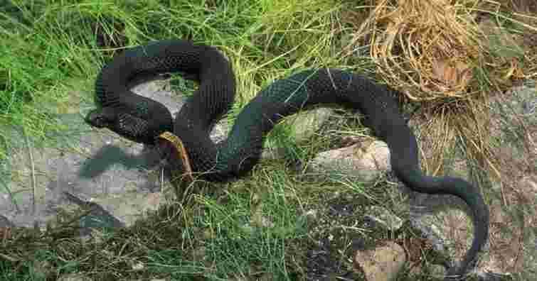 У гірському селі на Львівщині змія вкусила в ногу 26-річного чоловіка