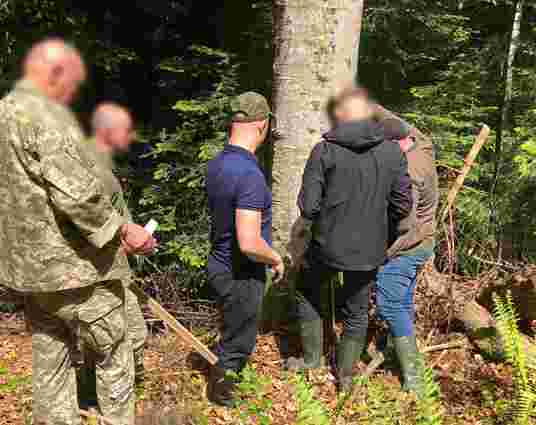 Трьом лісникам з Буковини повідомили про підозру за вирубку карпатських лісів на 3,7 млн грн