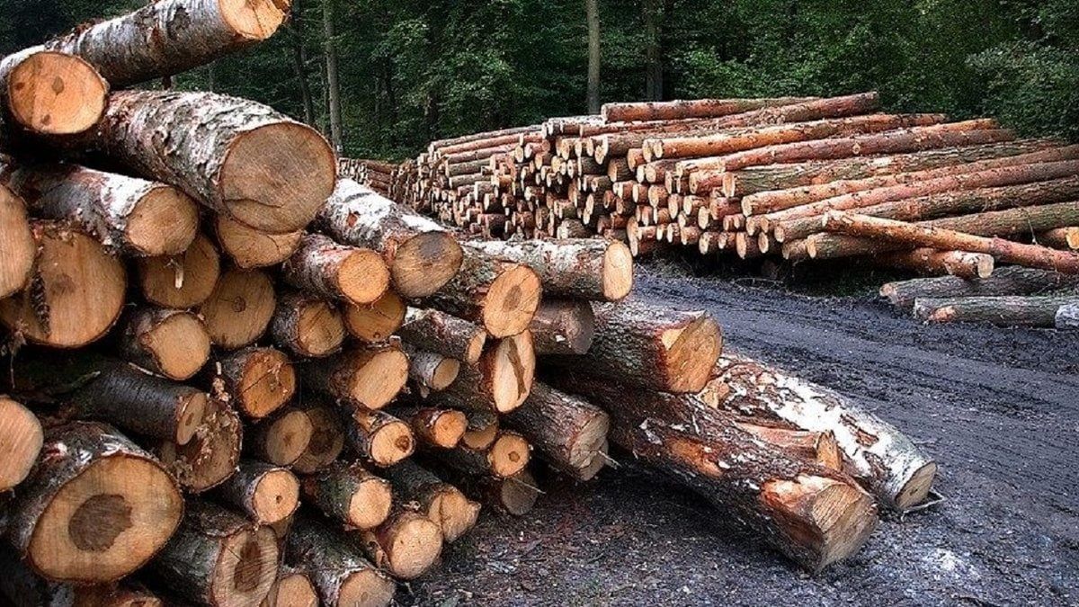 Посадовців підрозділу «Галсільлісу» викрили на масштабних незаконних рубках