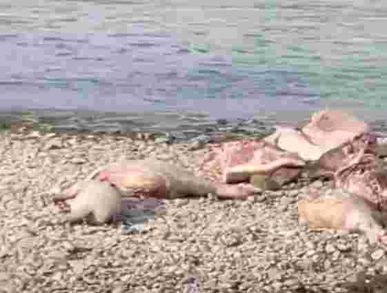 У Чернівцях на березі Прута облаштували звалище заражених чумою туш свиней