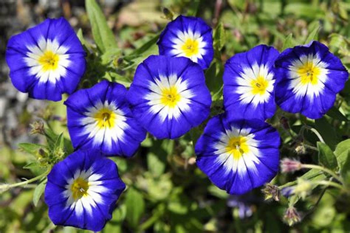 Родичка перців та баклажанів: яку квітку в саду можна взагалі не поливати
