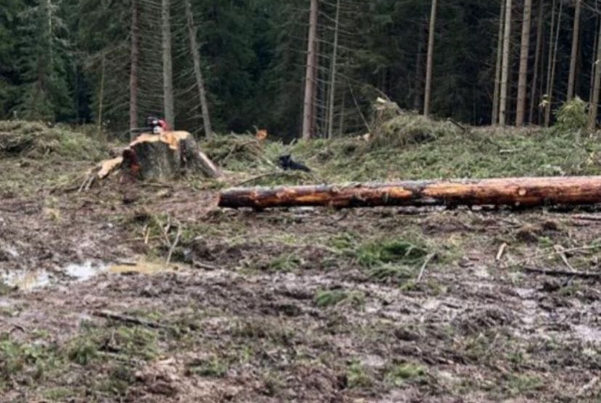 Працівник буковинського нацпарку дозволив масову вирубку лісів в заповіднику «Черемоський» 