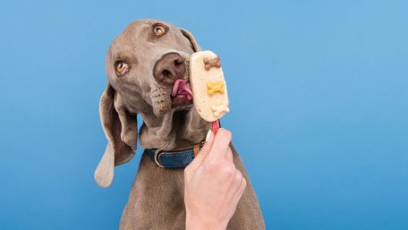 Найкращий літній перекус: як зробити домашнє бананове морозиво для собак