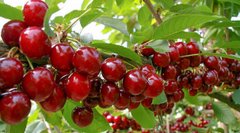 Черешні й вишні: чим вони корисні і при яких захворюваннях можуть суттєво допомогти