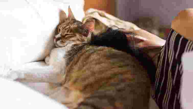 Як кіт обирає, в чиєму ліжку спати: що приваблює пухнастика