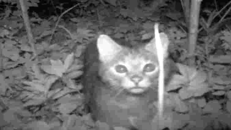 У заповіднику на Тернопільщині виявили дитинча зникаючого лісового кота: відео
