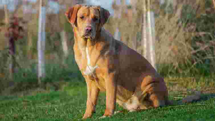 Лабрадудль, помчі, пагль та інші: 10 дизайнерських порід собак, які ви полюбите – фото