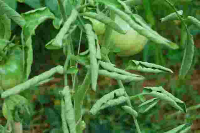 Скручується листя на помідорах: причини і як з цим боротись
