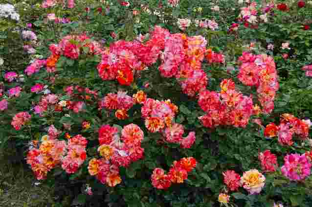 Які плетисті троянди обрати для саду: 6 найкращих сортів
