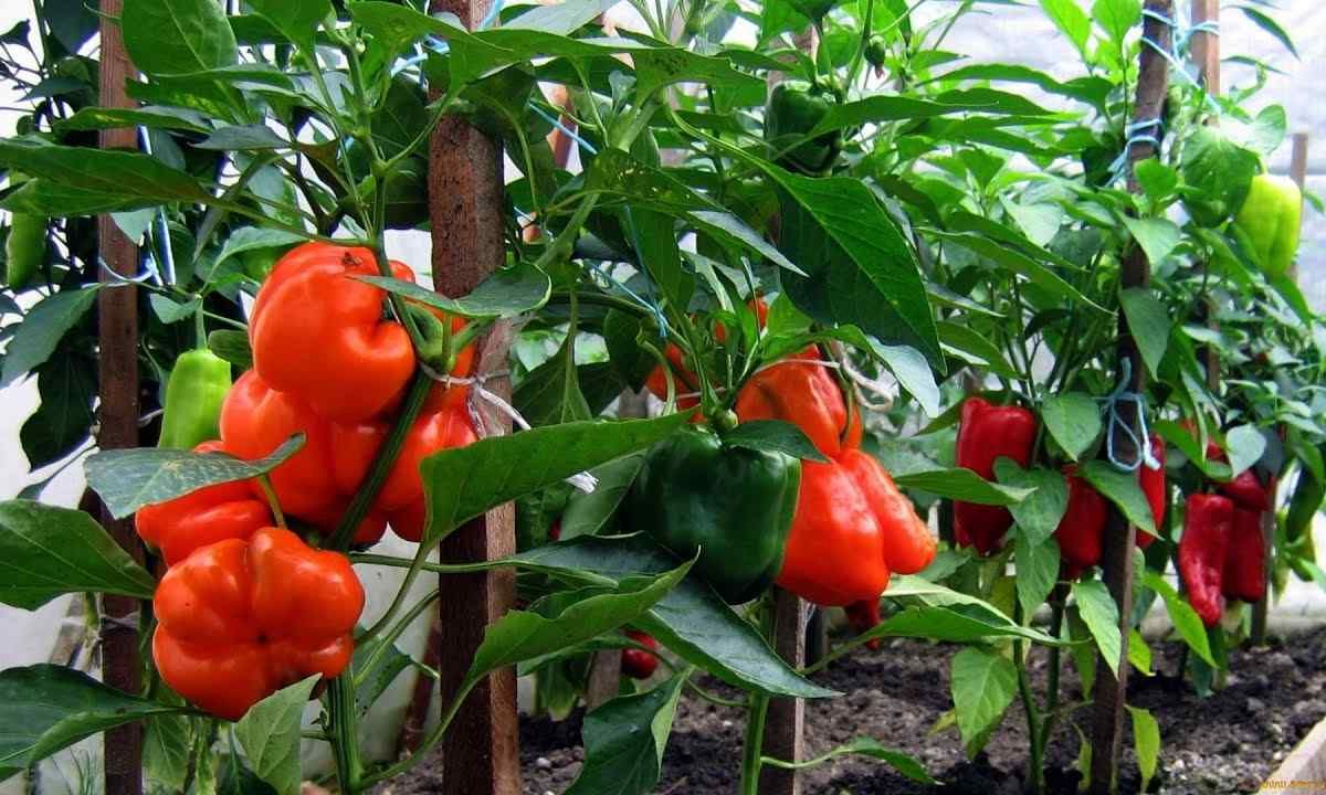 Як забезпечити великий урожай перцю: 4 прості кроки

