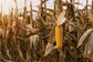 Найвідоміші хвороби і шкідники кукурудзи: як з ними боротися
