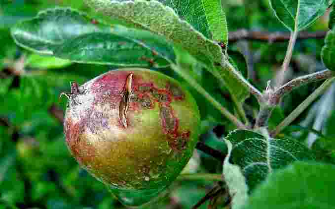 Чому гниють яблука прямо на гілках і як з цим боротись: поради догляду
