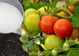 Чим підживити помідори в липні перед першим плодоношенням: мінеральні та натуральні добрива
