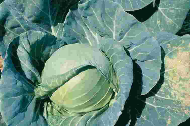 Чи потрібно видаляти нижнє листя капусти і як це вплине на урожай 
