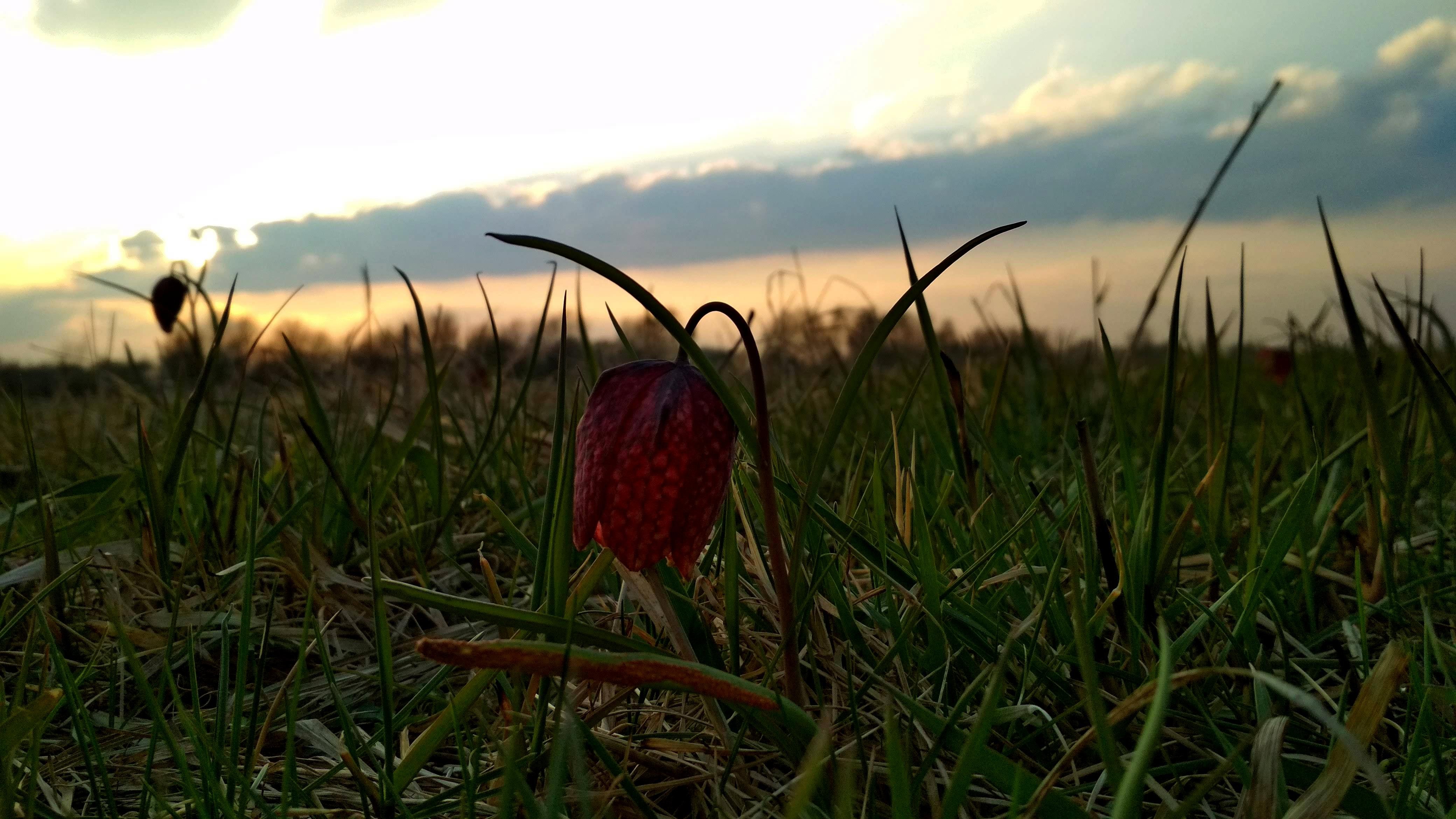 Рябчик у долині диких тюльпанів (фото ZAXID.NET)