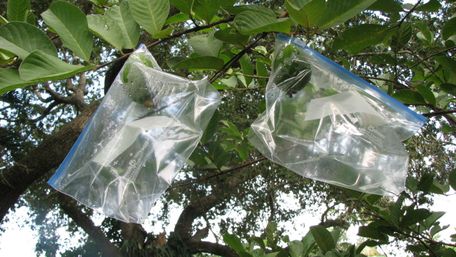 Навіщо вішати поліетиленові пакети з водою на дерева: відповідь вас точно здивує