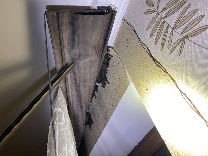 Зграю кажанів виявили в квартирі на вулиці Загородній (фото ДСНС)