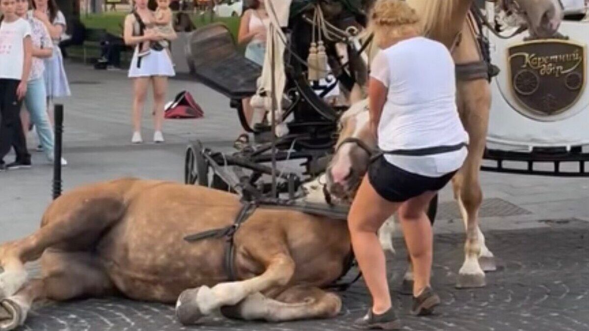 У Львові заборонили кінні упряжки в центрі міста