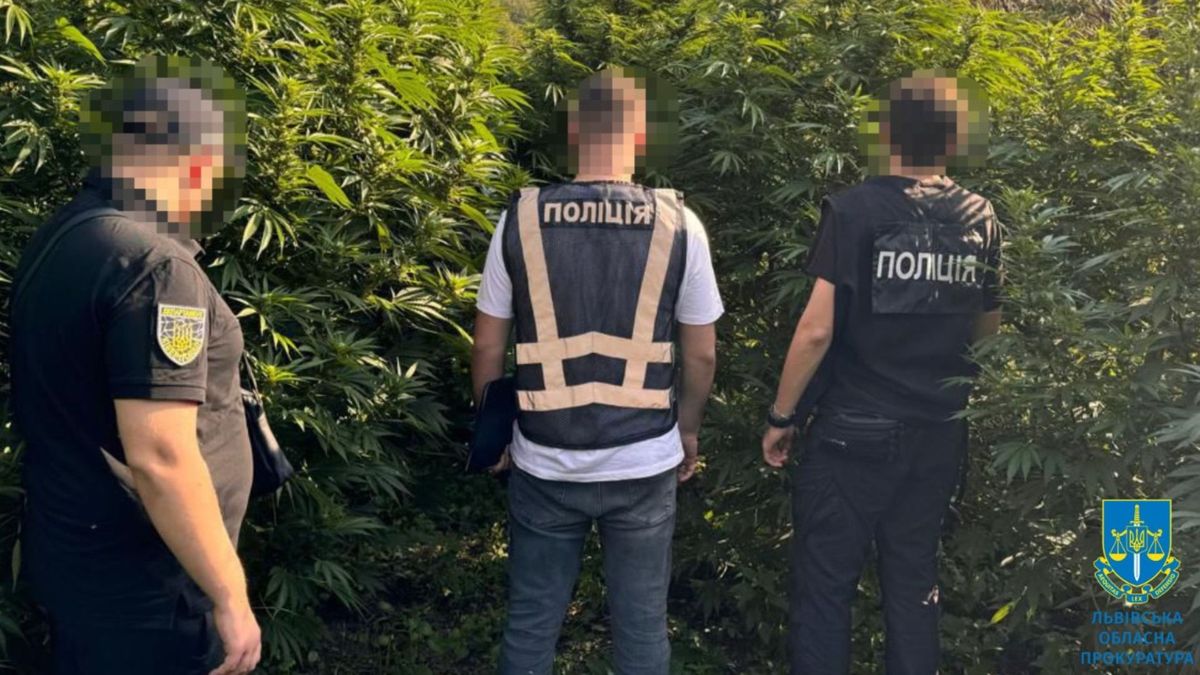 На Львівщині викрили злочинну групу, яка вирощувала коноплю в імпровізованих теплицях