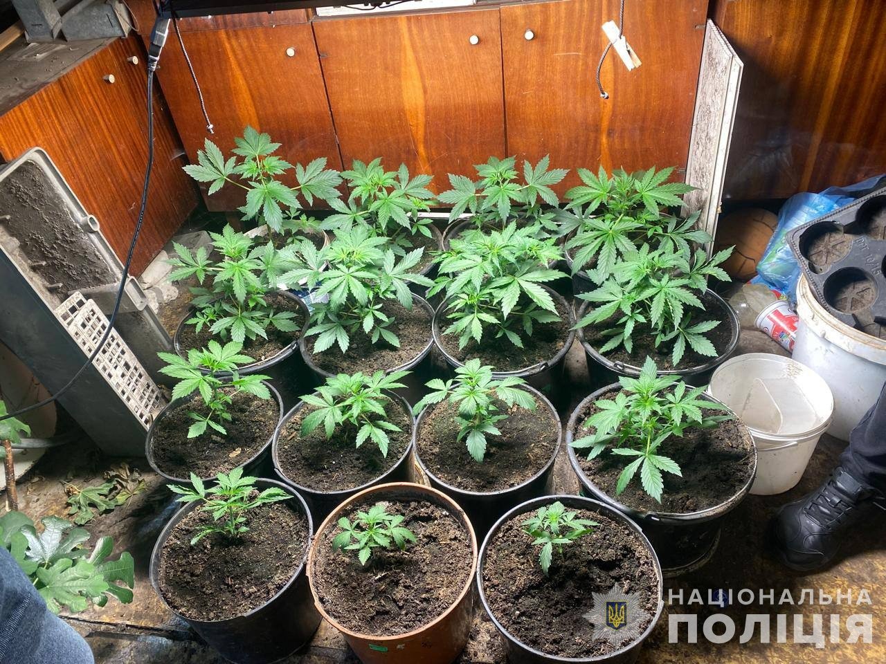 Ковельчанин вирощував коноплі на власному подвірʼї та вдома (фото поліції)