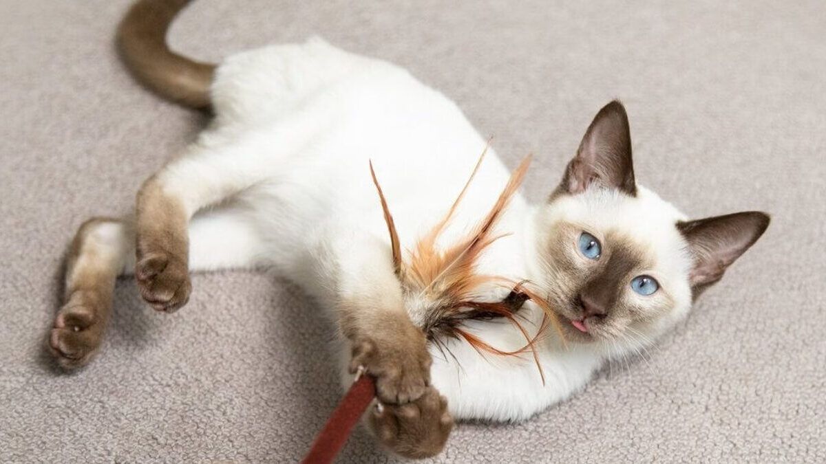 Топ-5 найрозумніших порід котів: опис характеру, фото