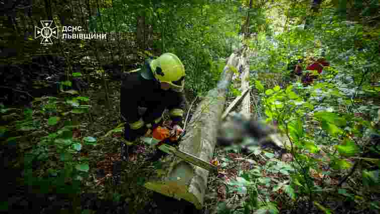 На Львівщині внаслідок падіння дерева в лісі загинув 56-річний чоловік