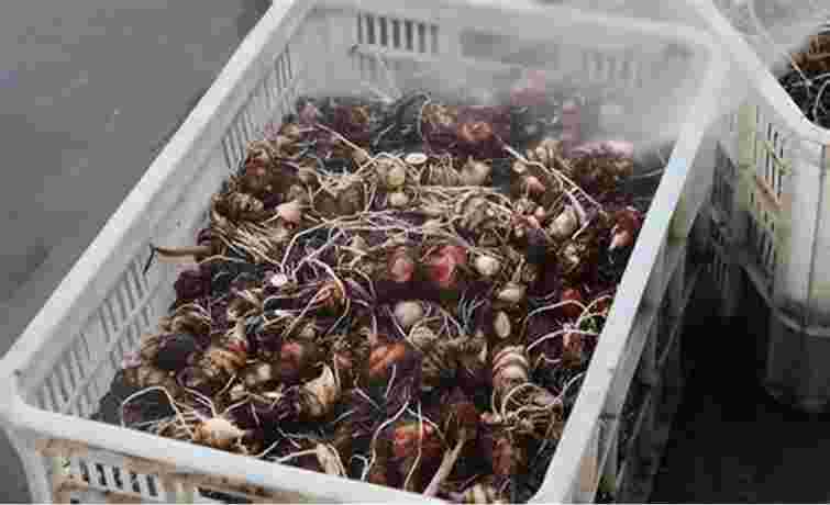 Як і де тримати багаторічники, що не зимують у ґрунті: зберігання цибулин та квітів