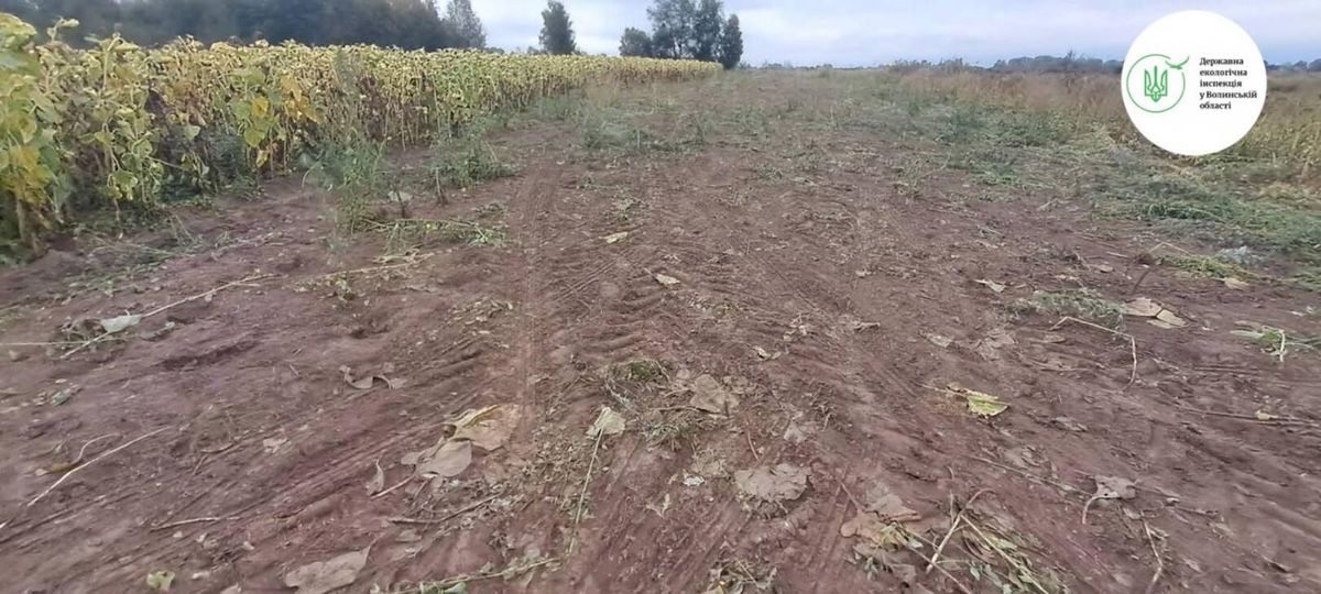 Волинянина оштрафували за самовільний посів соняшника на прибережній смузі річки
