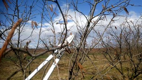 Обрізка абрикоса восени: як і коли це правильно робити