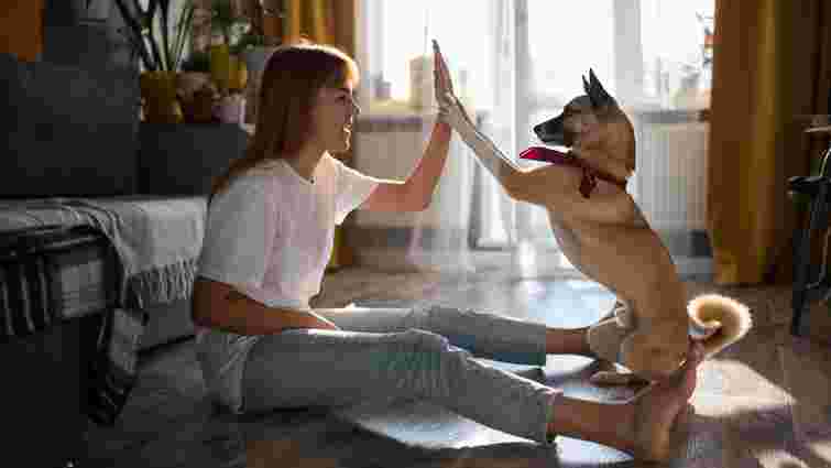 Як розважити собаку вдома: топ-5 ігор, що сподобаються вам і улюбленцю