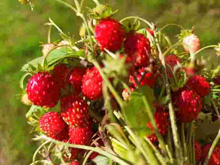 Свіжа власна суниця посеред зими: як вирощувати ягоду в горщиках і які сорти обрати