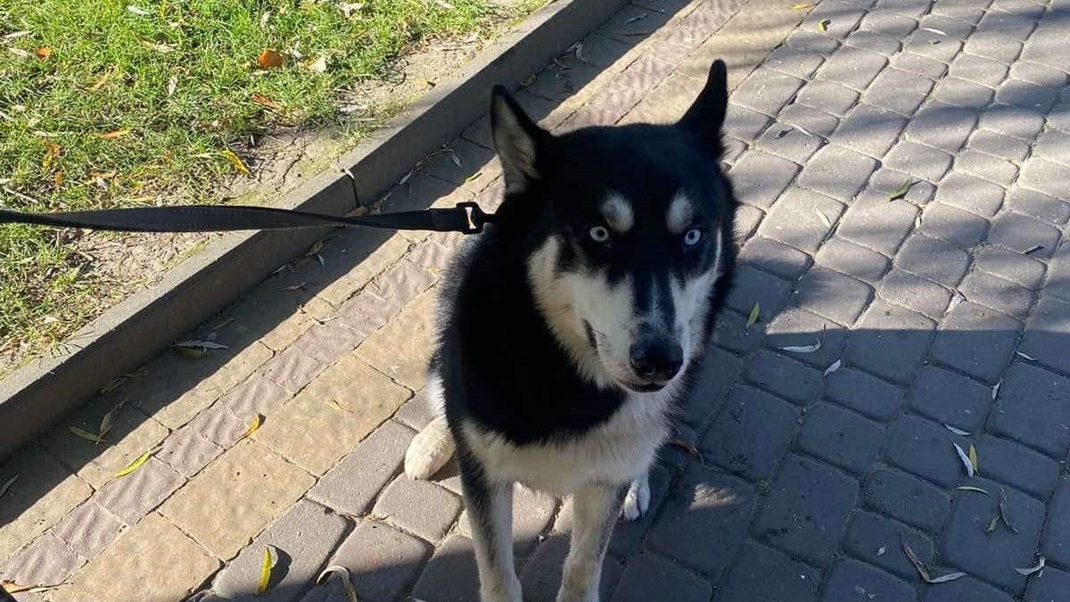 В Івано-Франківську оштрафували 27-річного власника собаки, що загриз лебедя