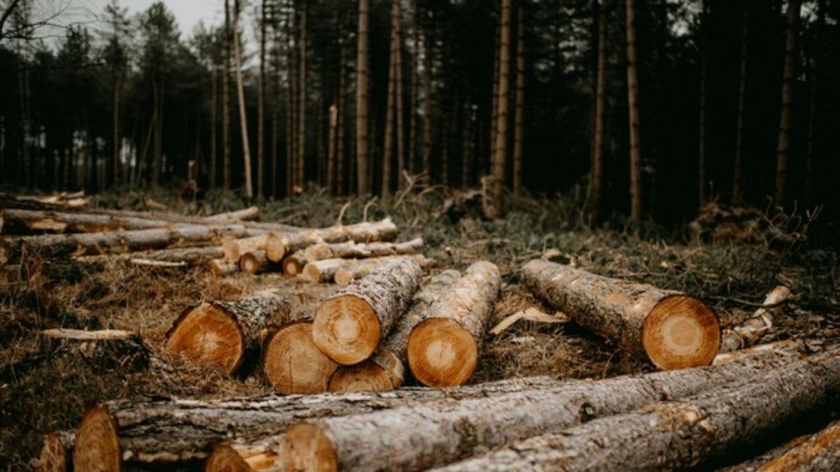 Посадовців «Галсільлісу» підозрюють в незаконному продажі 17 тис. м³  деревини