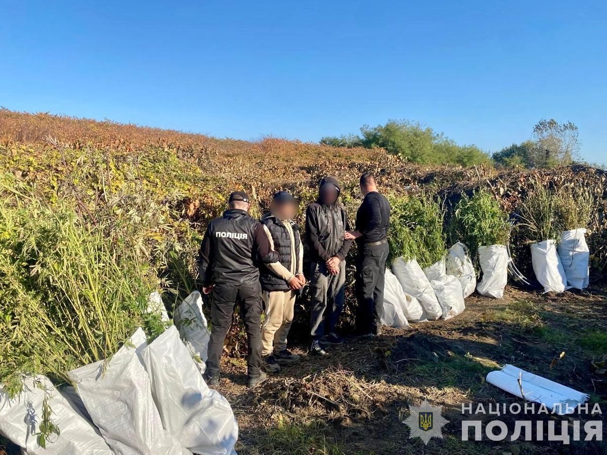 Двоє закарпатців засіяли плантацію конопель і виготовили канабісу на 800 тис. грн
