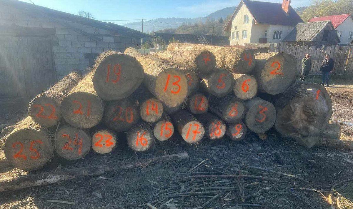 На Закарпатті затримали причетних до масштабної вирубки лісу на 40 млн грн
