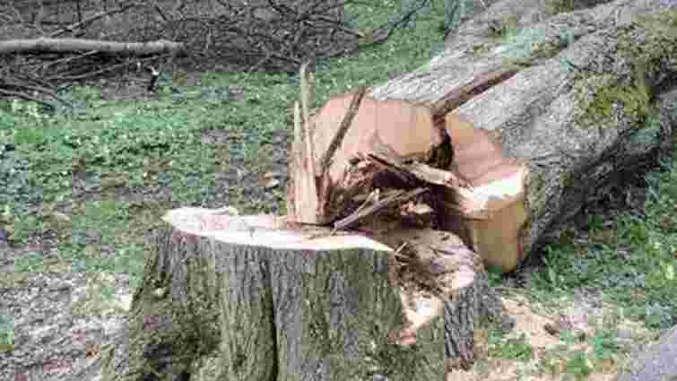 У Шептицькому внаслідок падіння дерева загинув 18-річний юнак У Шептицькому внаслідок падіння дерева загинув 18-річний юнак