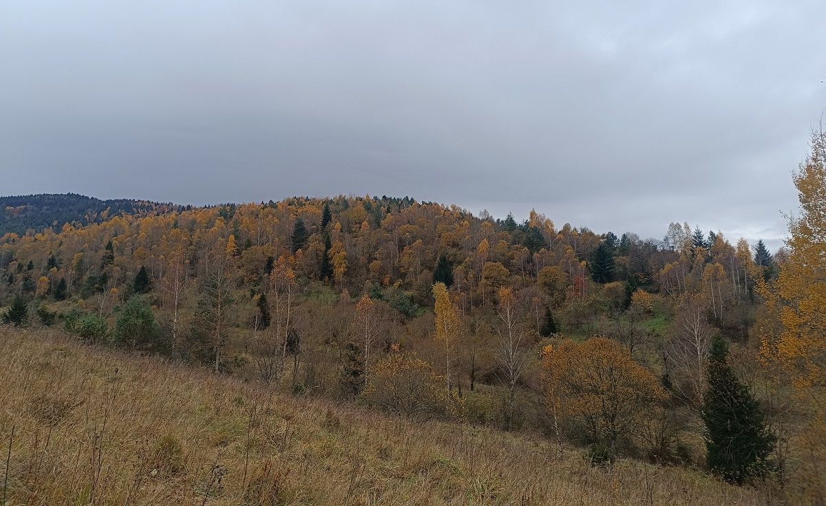 Прокуратура відсудила ділянку на території національного природного парку на Львівщині