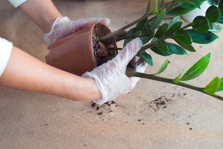 Доларове дерево вкрилось плямами: у чому причина і як врятувати рослину