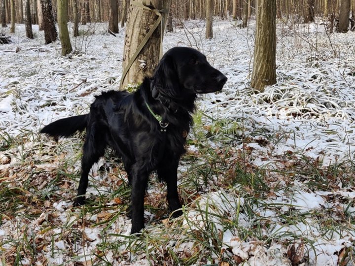 Альбус в очікуванні своєї черги на виконання тренувальних вправ